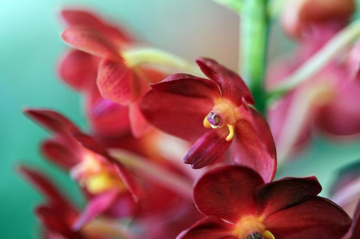 Redland International Orchid Festival