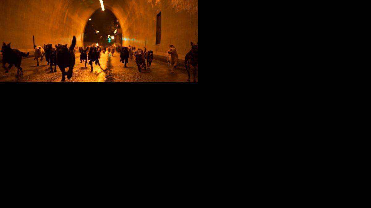 
Dogs on the loose in the streets of Budapest in a scene from ‘White God.’
