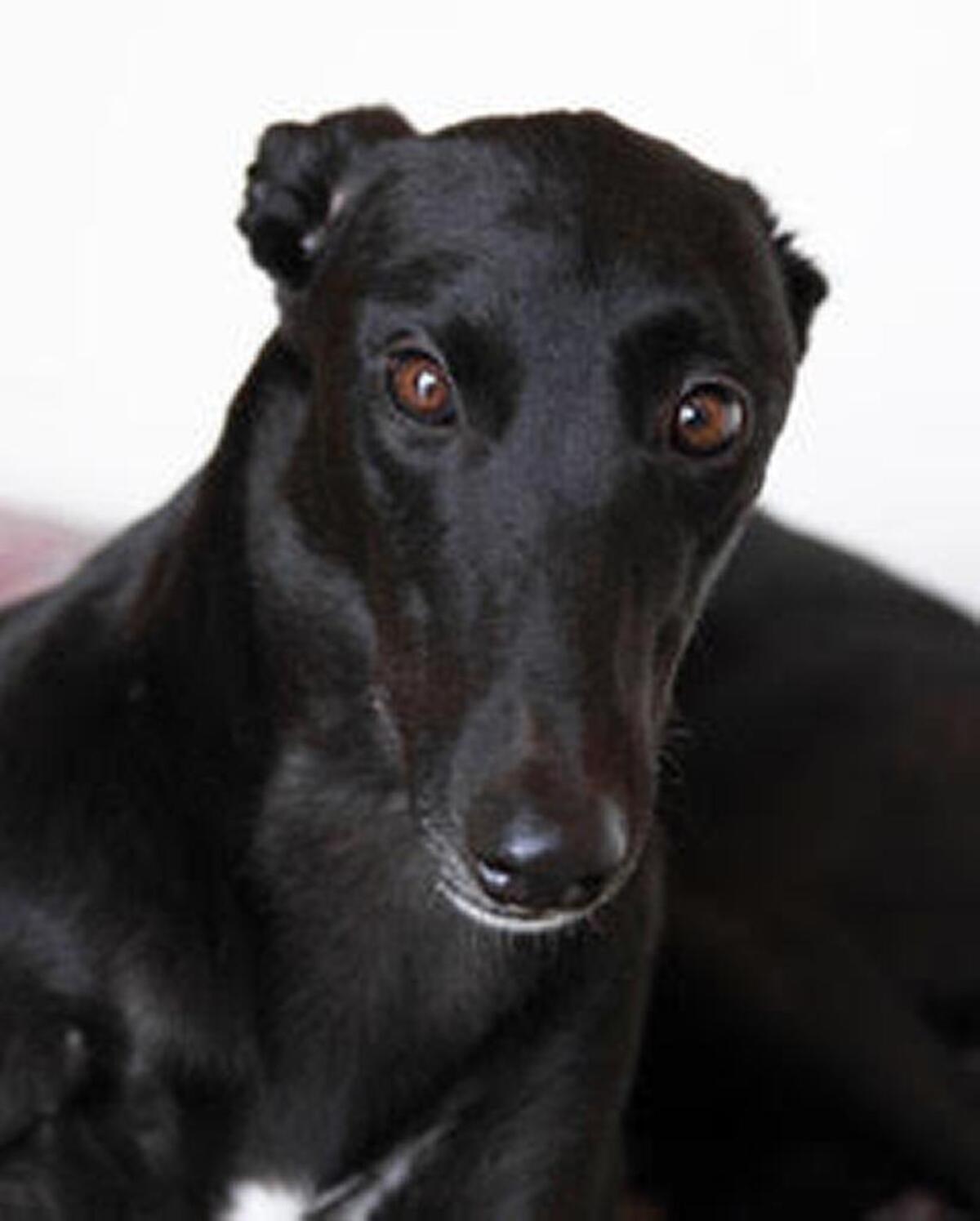 Meet a dog from Friends of Greyhounds, a Miami rescue group that will be at the Books & Books reading.