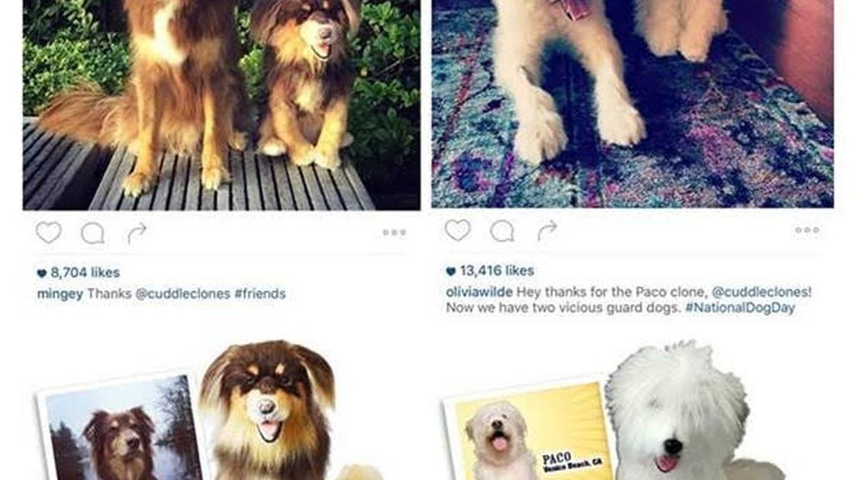 Assorted Cuddle Clones Instagram posts