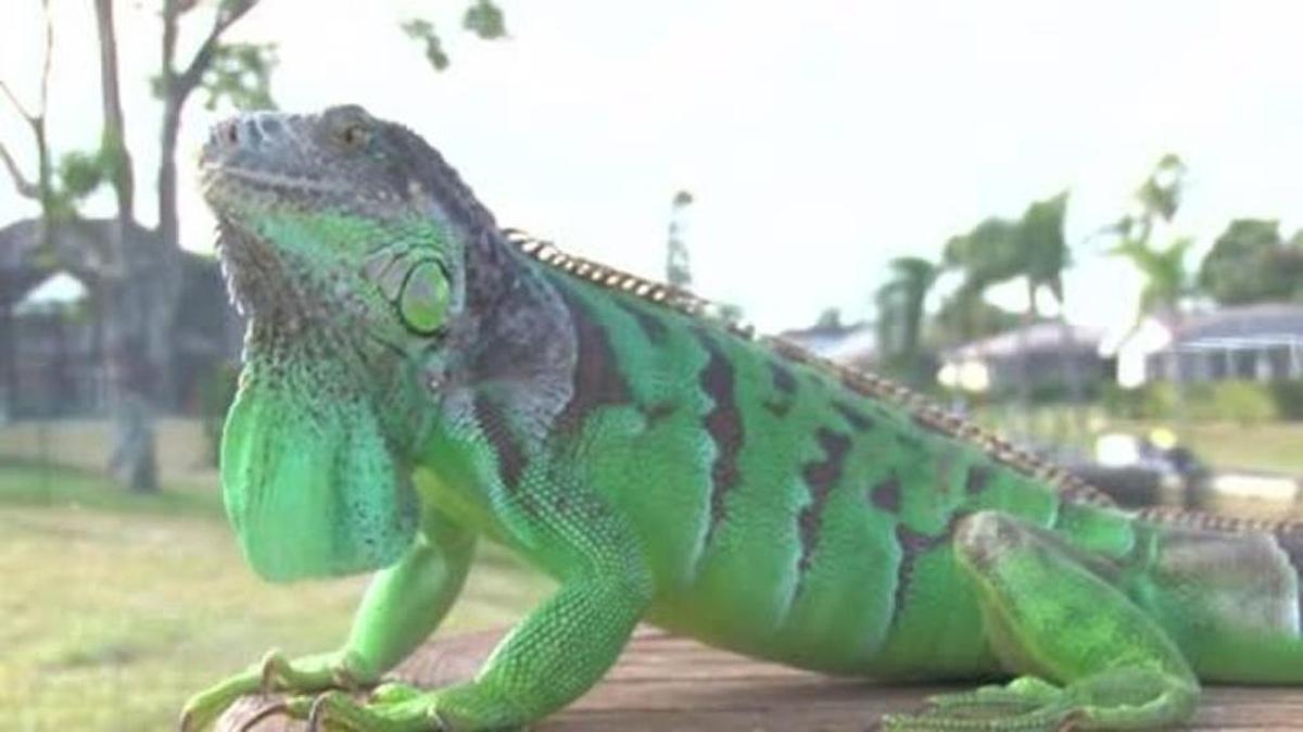 Igmo the Iguana