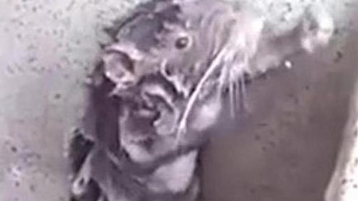 Screen shot of ‘Shower Rat’ video