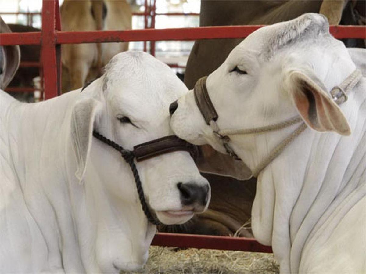 Miami International Agriculture, Horse and Cattle Show