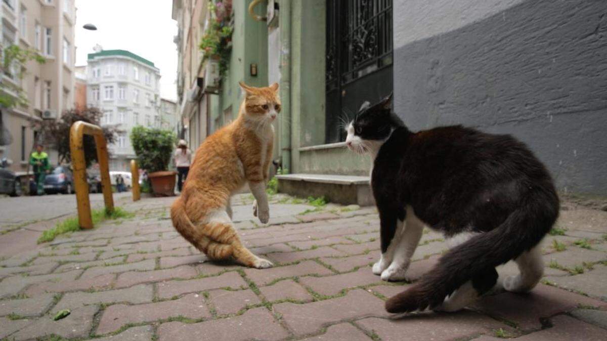 “You want a piece of me?” Two felines get ready to rumble in ‘Kedi,’ a documentary about the cats that roam the streets of Istanbul.