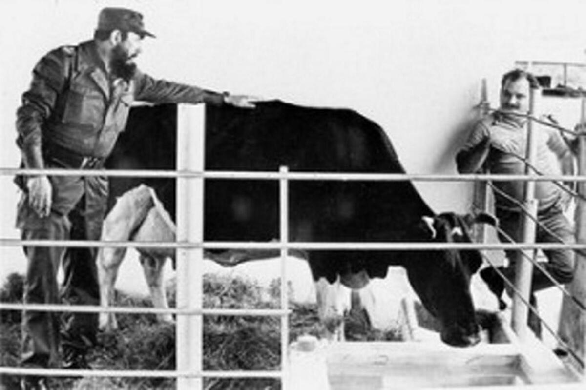 Fidel Castro's obsession with Ubre Blanca is the focus of the documentary ‘La vaca de mármol,’ directed by Enrique Colina.