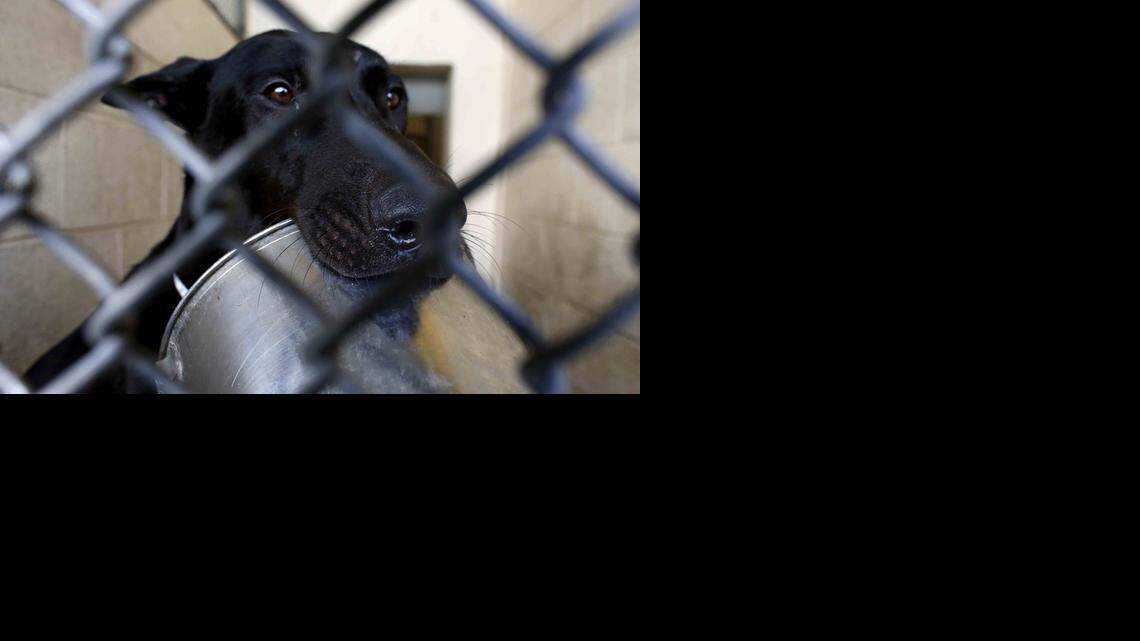 ‘The Holders’ (unrated)