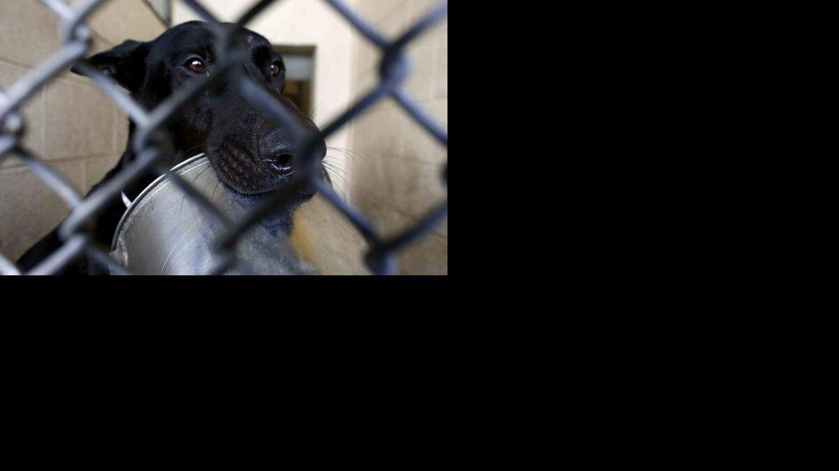 
‘The Holders’ explores how Miami-Dade County Aniimal Services deals with an overpopulation of unwanted dogs and cats.
