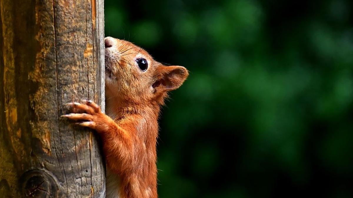 On Friday, Nov. 17, 2017, a reporter filmed a squirrel in St. Petersburg climbing up a tree and feasting on a slice of pizza. People on Twitter responded.