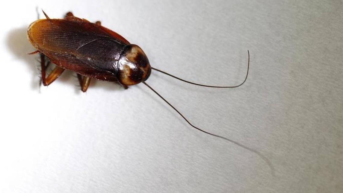 Forty-one Miami-Dade restaurants were cited for roaches and eight were shut down.