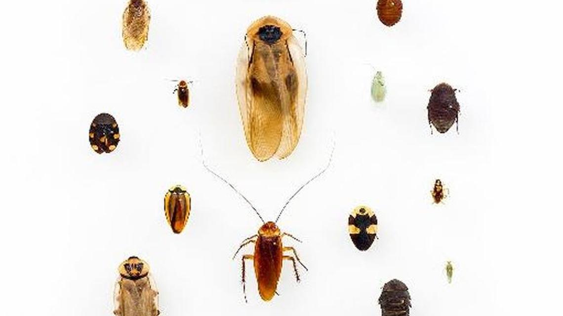 Various cockroaches by the University of Texas.