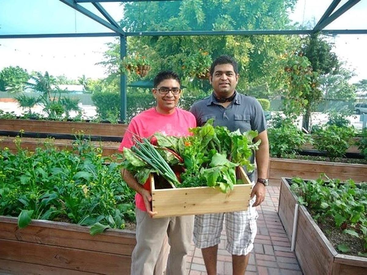 Flashback, five years ago: Chefs Niven Patel (left) and Pushkar Marathe gather fresh greens in Grand Cayman while working together at The Brasserie with mentor chef Dean Max.