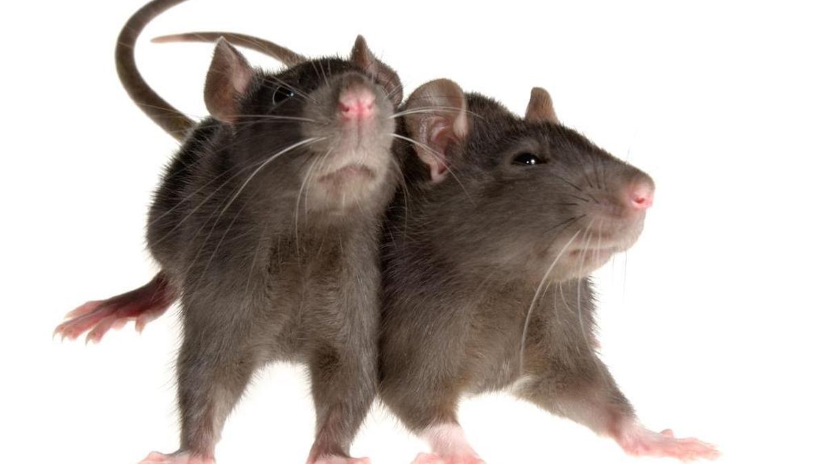 The monthly Rodent Report includes Shuckers, Grand Palms Golf & Country Club, a Golden Corral and 12 other Miami-Dade or Broward eating establishments. Seven got shut down orders and another that didn’t get shut down, Dragon Teahouse, had 10 High Priority violations.