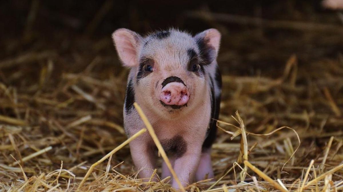 USFRA will debut two virtual reality videos at the Goya Food’s Grand Tasting Village and the Badia Spices’ Fun and Fit as a Family events where guests will be able to explore a pig farm in Illinois in virtual 3D.