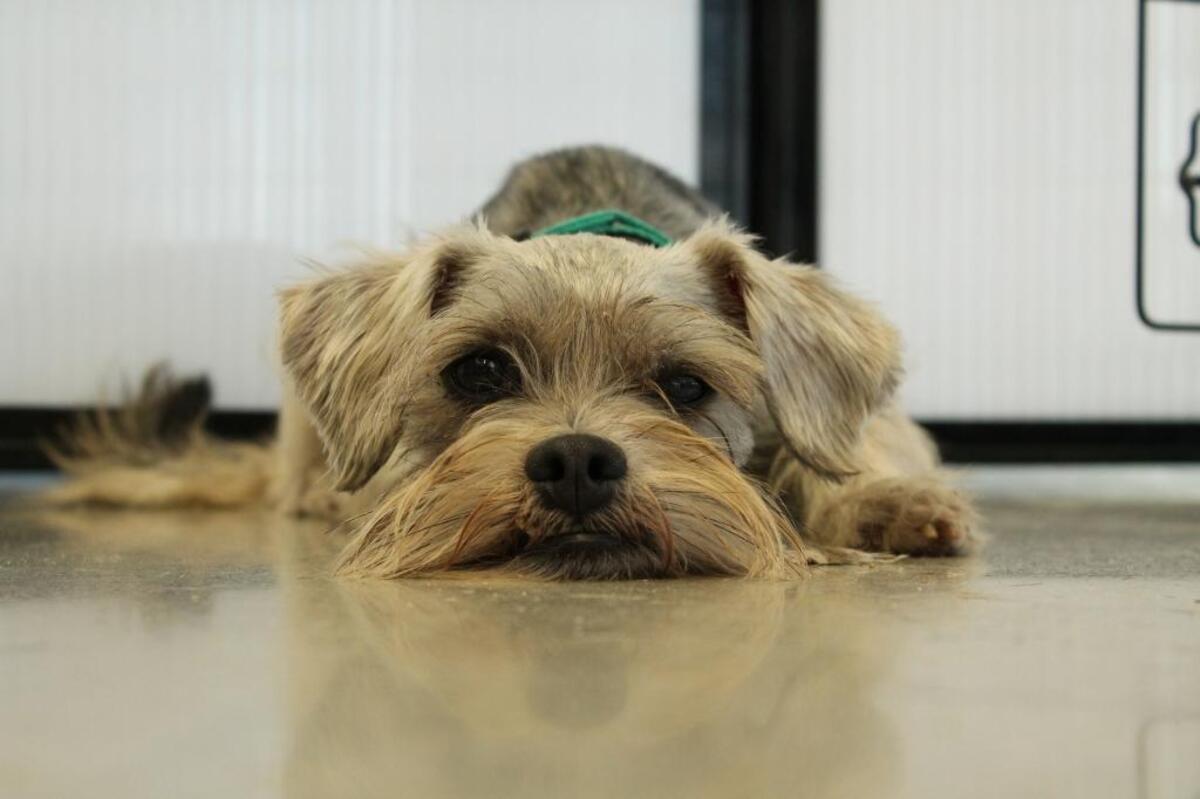 Saturday, April 30 is Adopt a Shelter Pet Day.