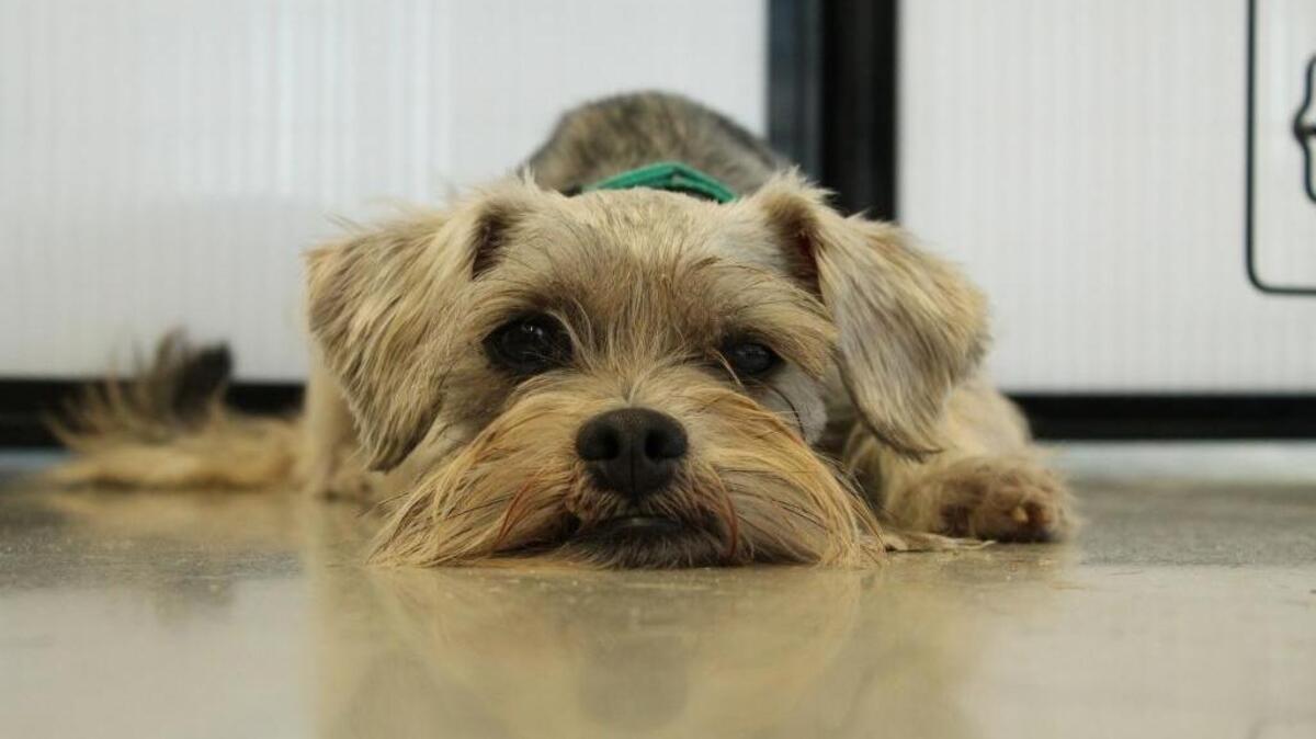 Saturday, April 30 is Adopt a Shelter Pet Day.