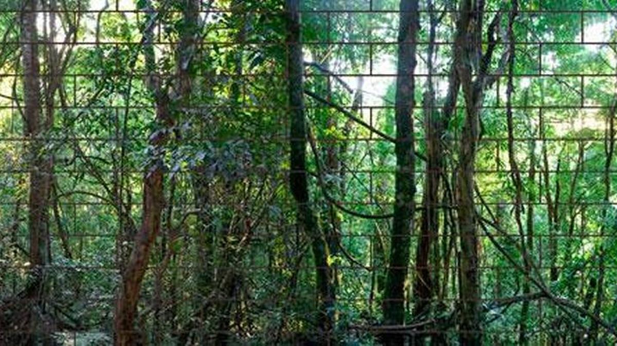 
The Wolfsonian-FIU is holding a free open house Oct. 16 for its exhibition ‘Philodendron: From Pan-Latin Exotic to American Modern.’
