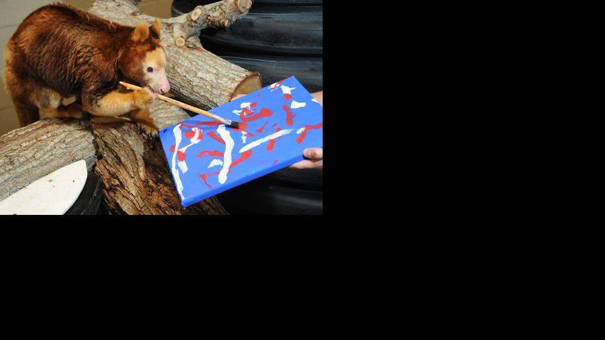 
Patty, an endangered Matschie’s tree kangaroo, has created artwork exhibited across the globe.
