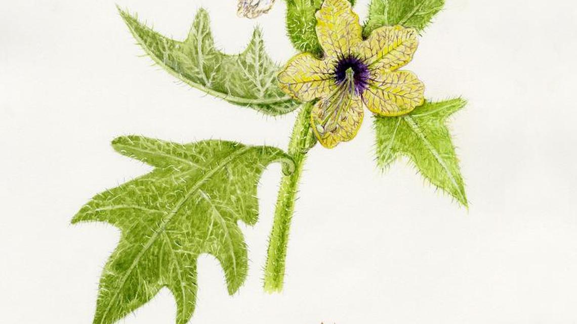 Donna Torres; ‘Hyoscyamus niger – Henbane’; 16 x 12 inches; watercolor on paper; 2014; courtesy of artist.