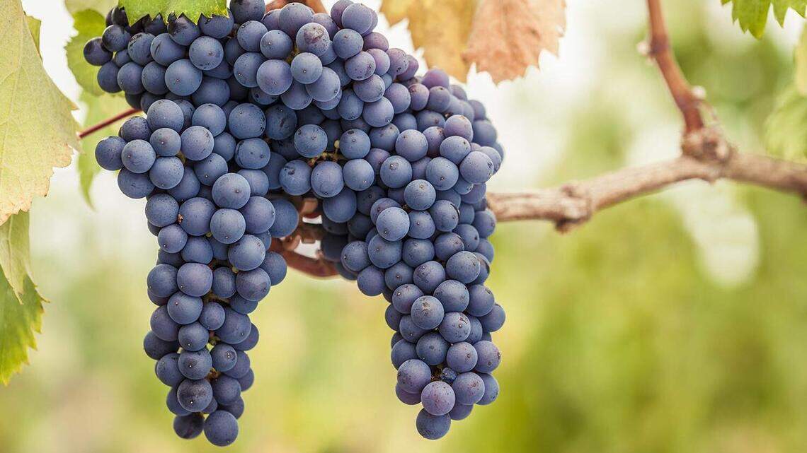 Hello, Pinot! Why pinot noir from Chile should be in your wine glass this year