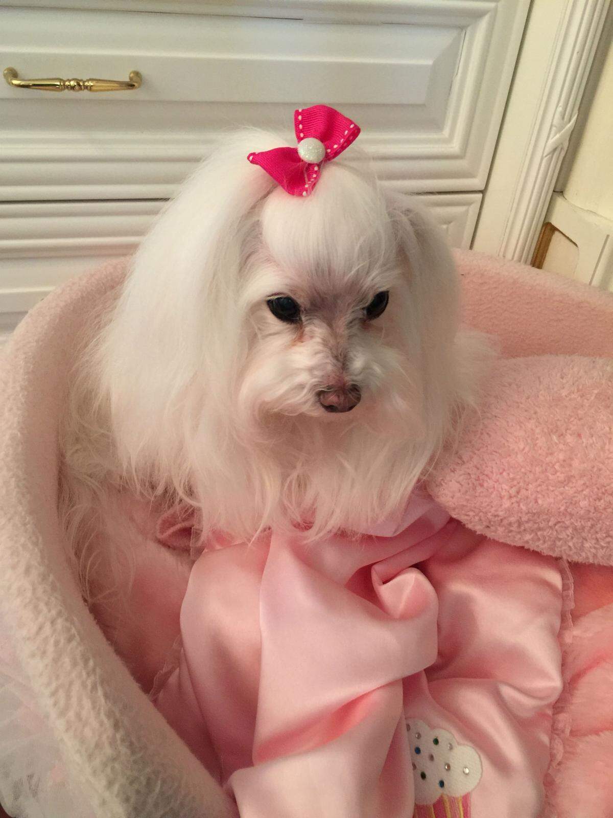 Sushi, Oskar Feldenkreis' beloved Maltese.