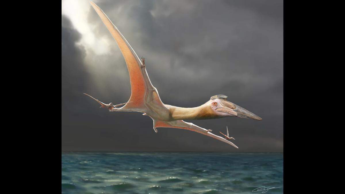 The massive animal had a 33-foot wingspan.