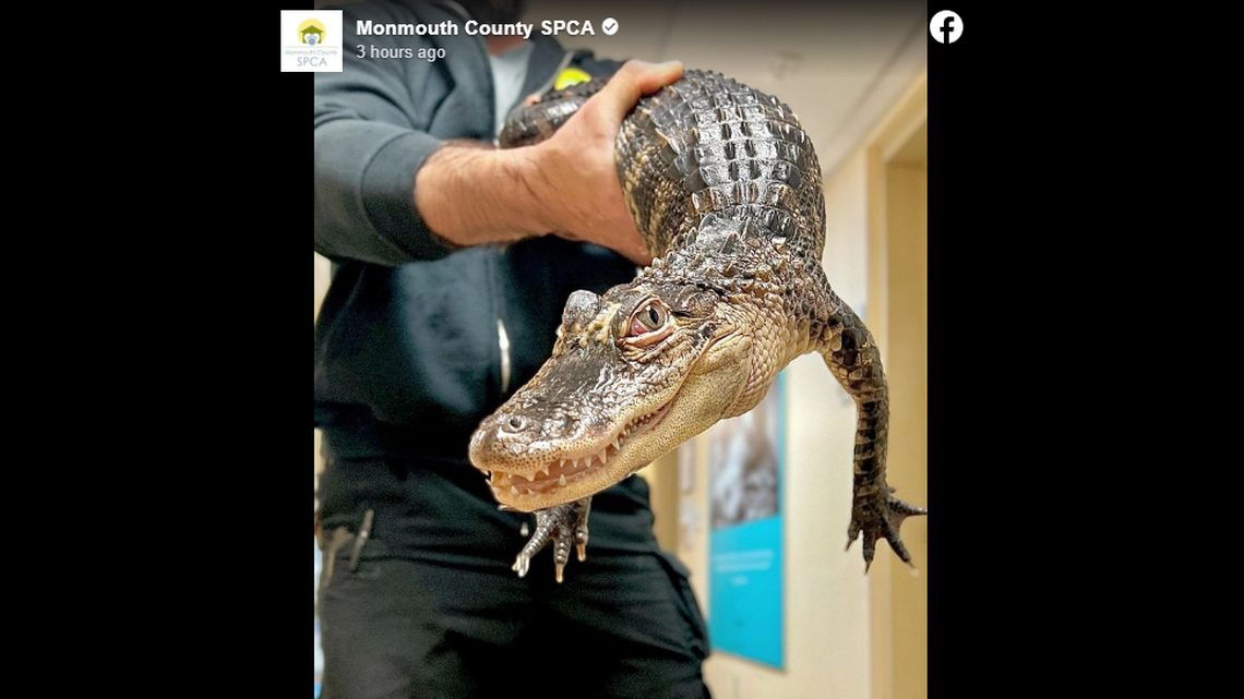 An abandoned alligator found in a plastic bin has found a new home, according to a New Jersey animal shelter.