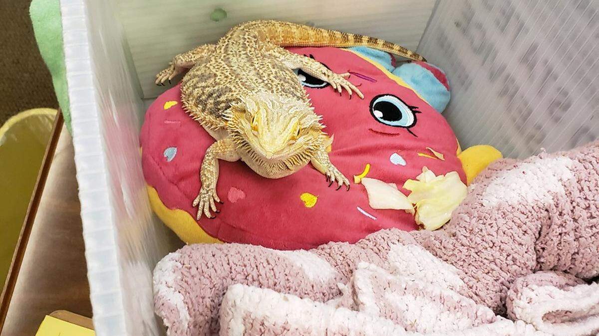 A bearded dragon was brought to school in the backpack of a Bay County middle schooler.
