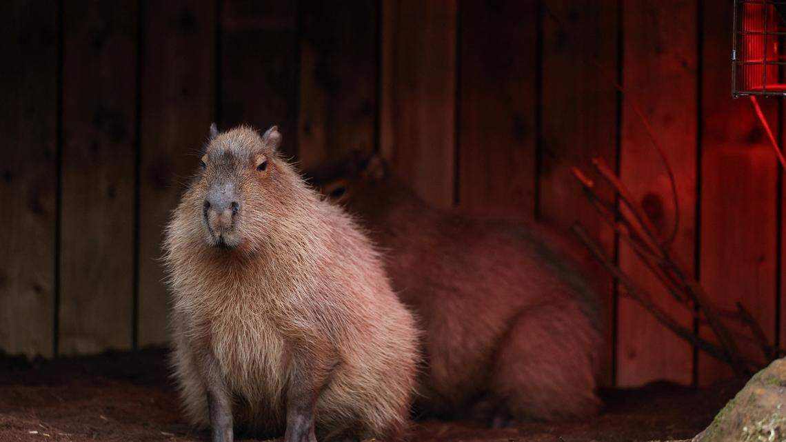 Missing Capybara Is Good at Avoiding Detection Amid Escape