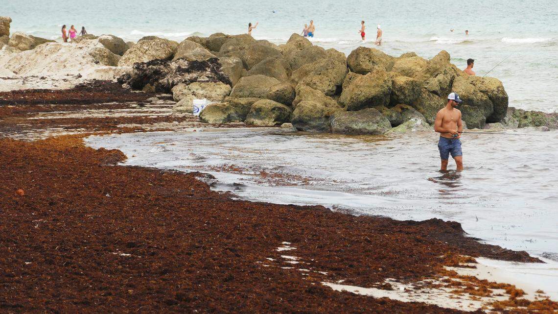 . Sargassum often collects trash, pesky critters and emits a strong odor. A long line of the seaweed could be seen on the beach and in the water near the 29th St. entrance of Miami Beach, Wednesday, June 19, 2019.