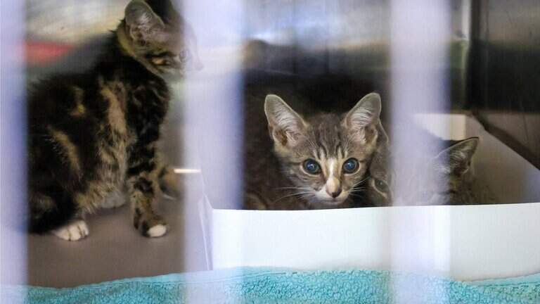 Deadly virus spreading among cats in South Florida. What are the warning signs?