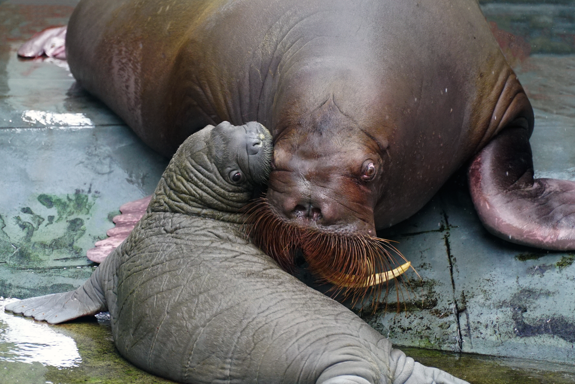 SeaWorld Orlando’s newborn walrus and her 16-year-old mother, Kaboodle.