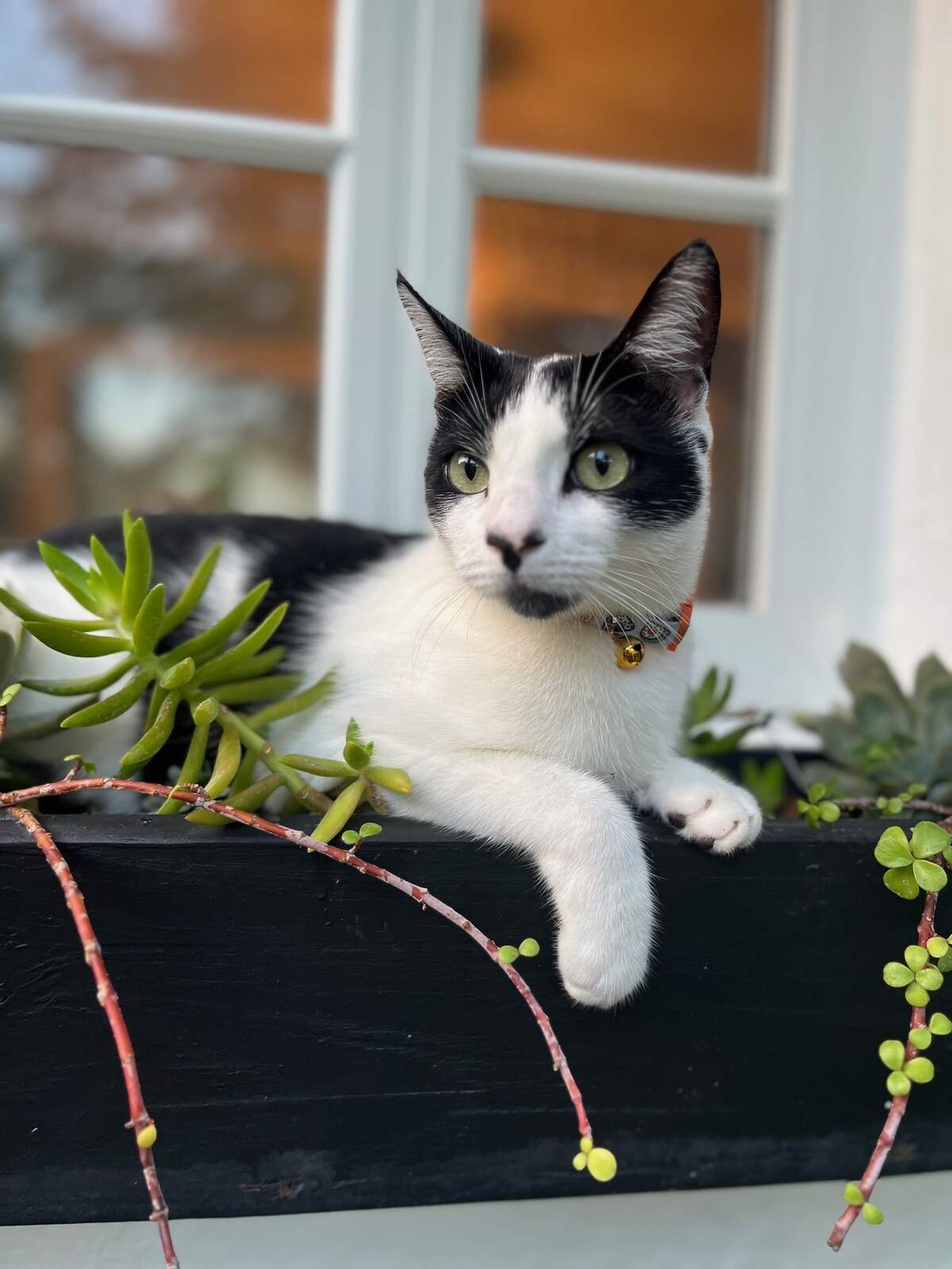 Residents of Coral Gables unite after Carrot the Cat’s death to demand speed bumps and safety measures, prompting city officials to address speeding issues.