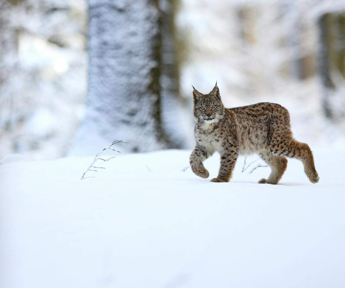 Lynx are species of medium-sized wild cats, and they live in northern climates in North America, Europe and Asia.