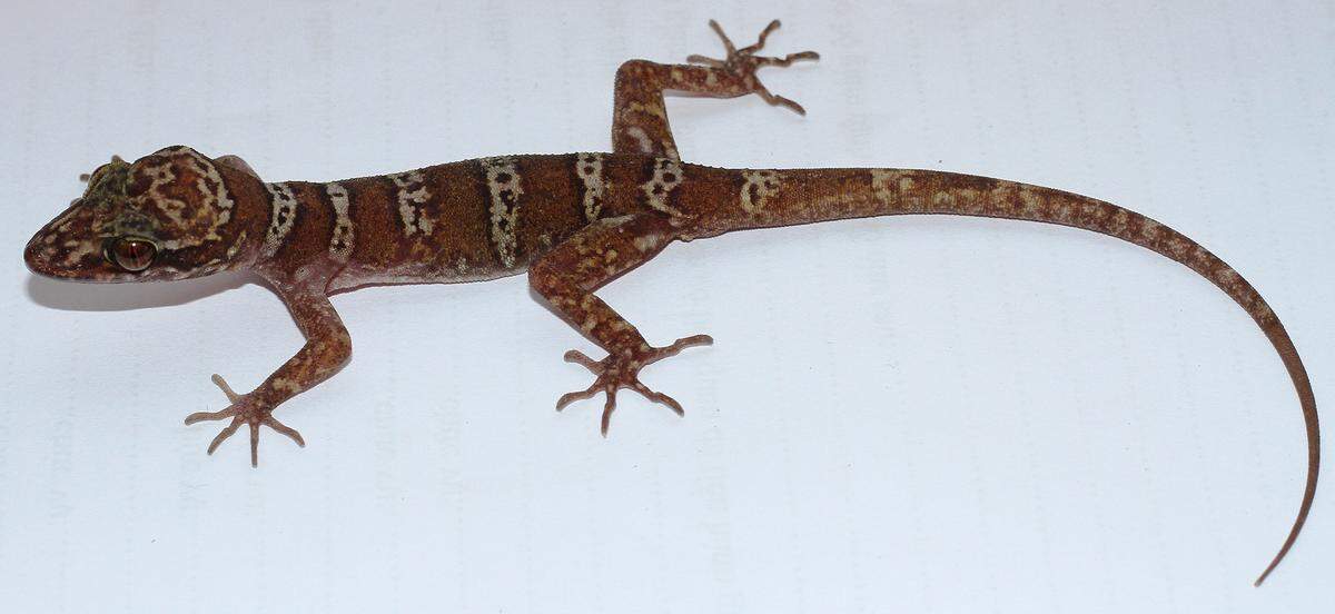 A male Cyrtodactylus arnei, the new species.