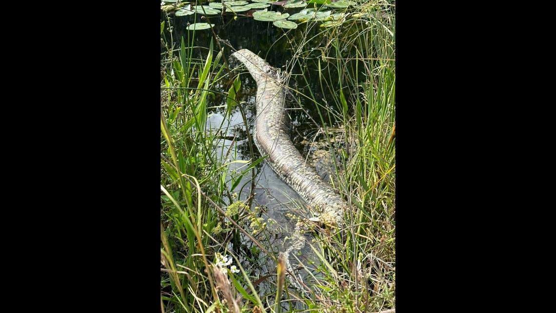 Alison Joslyn shared photos on social media showing the python carcass had been whittled down considerably after a second alligator fed on it.