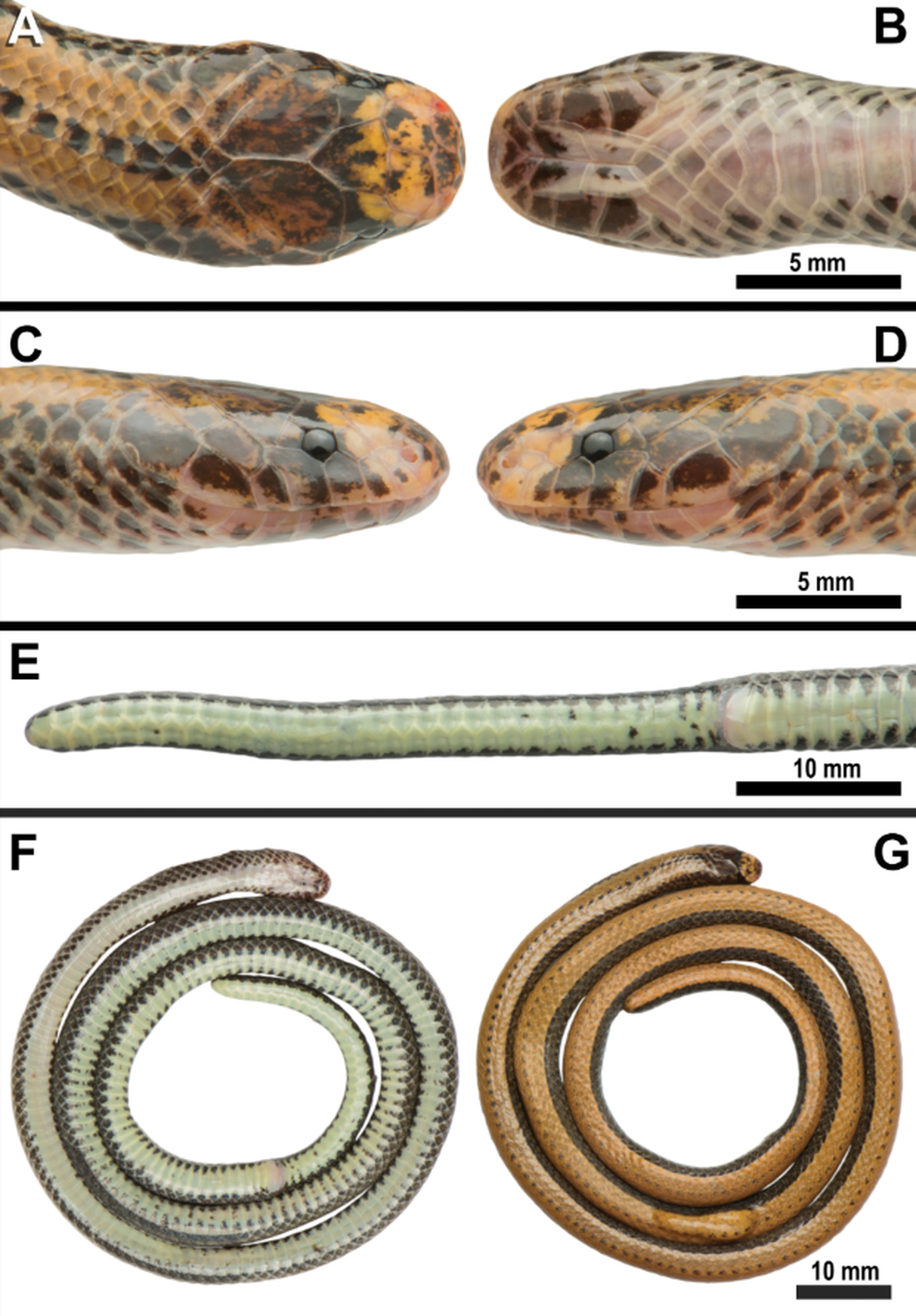 The snake is hard to find because of its “elusive” and underground lifestyle, researchers said.