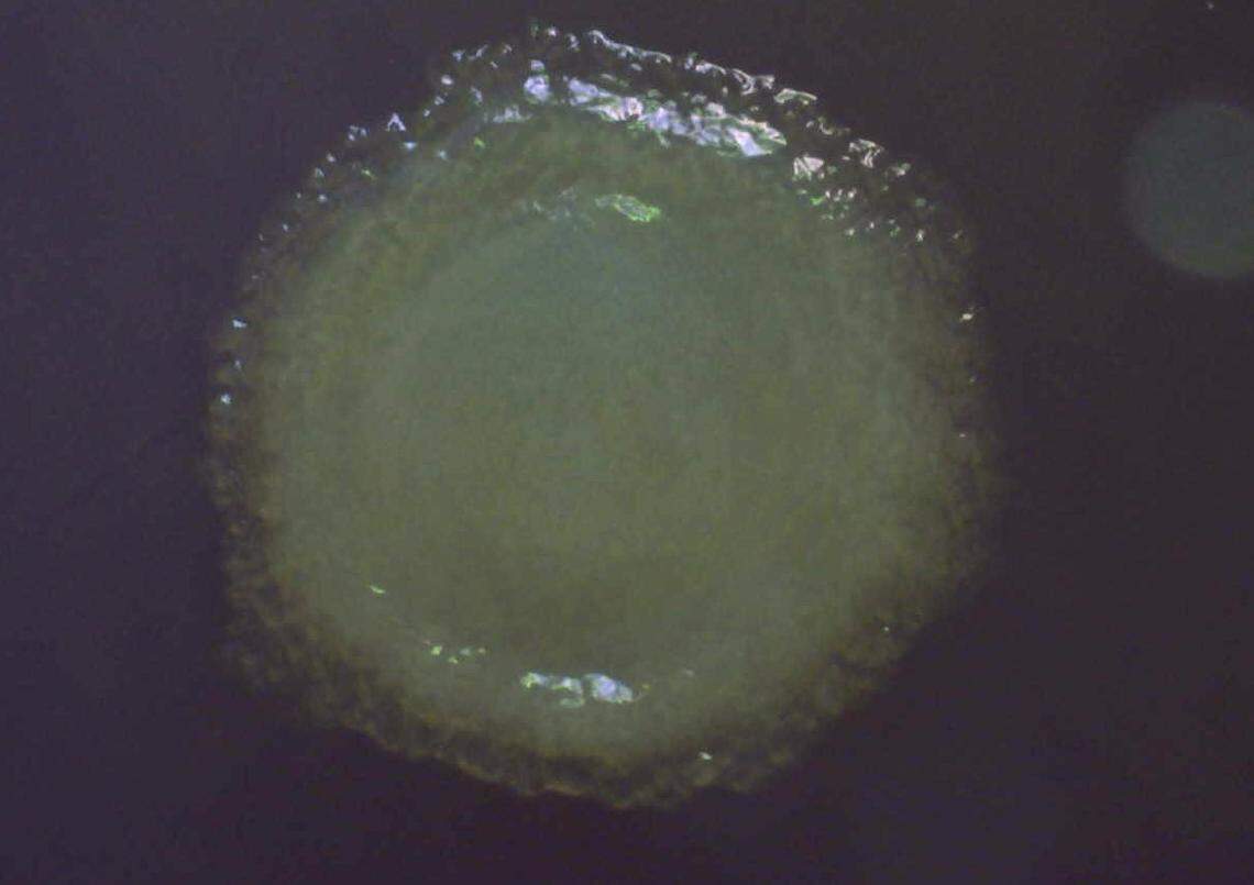 new species bacteria alaskan permafrost