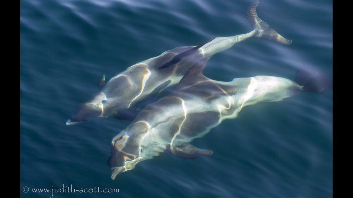 Photos show the small white-beaked dolphins.