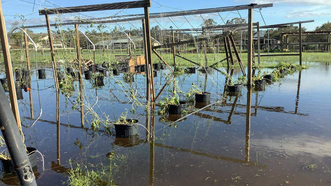 Flooding and damage from Hurricane Ian is seen at Southern Family Farms Inc. in Fort Myers, Florida, in the days after the storm destroyed towers, roofs and hydroponic crops on Sept. 27, 2022.