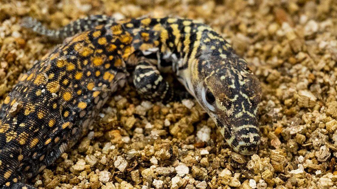 Five Komodo dragon hatchlings were born at Bioparc Fuengirola in Málaga, the animal species’ first birth in Spain in a decade, the zoo said.