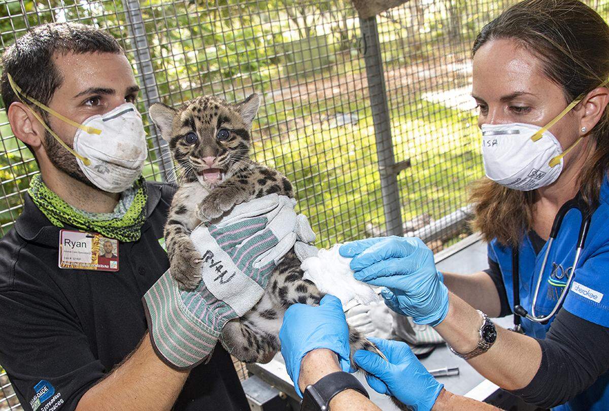 Two highly endangered clouded leopards were born at Zoo Miami Feb. 11.  Pictured, a cub gets its vaccinations April 7, 2020, by left, Zookeeper Ryan Paoletti and Associate Veternarian Marisa Bezjian.