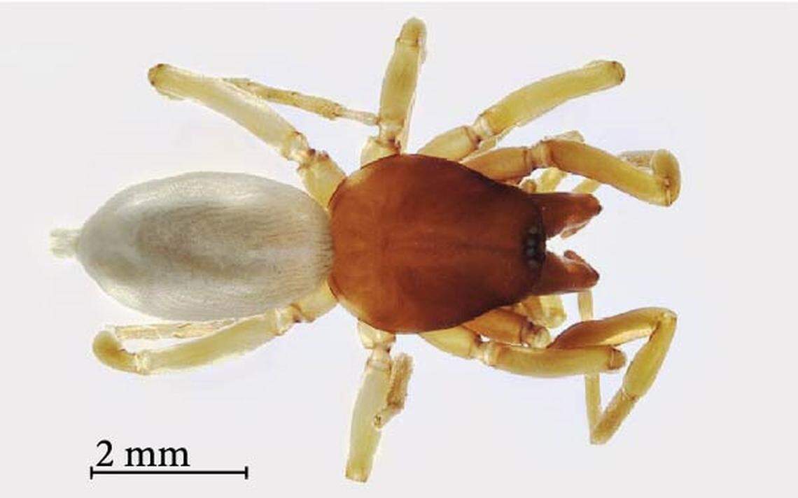 The small spider has a wrinkled carapace.