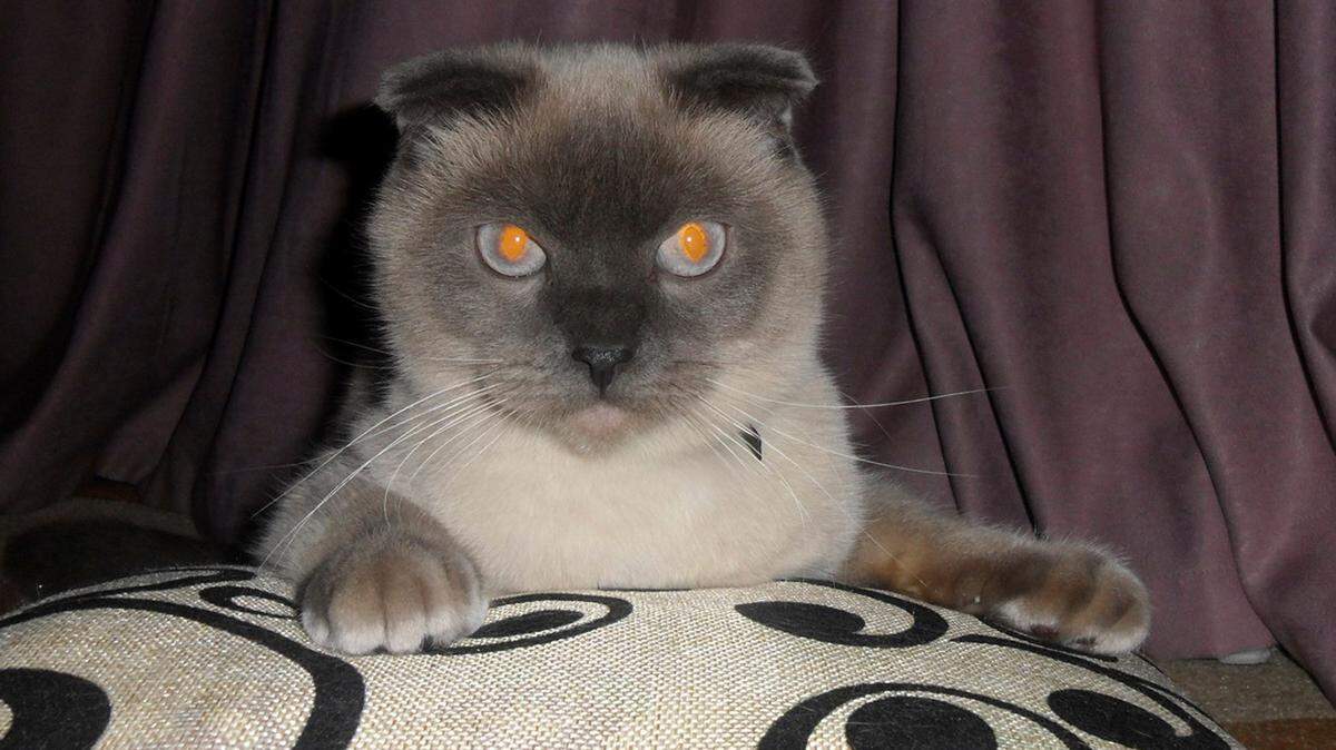 A new survey seeks to measure cat psychopathy from a new study by researchers at the University of Liverpool and Liverpool John Moores University in the UK.