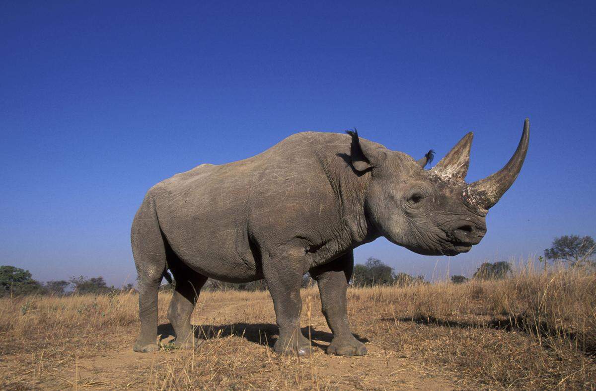 The black rhino is a rare species found in Tanzania.