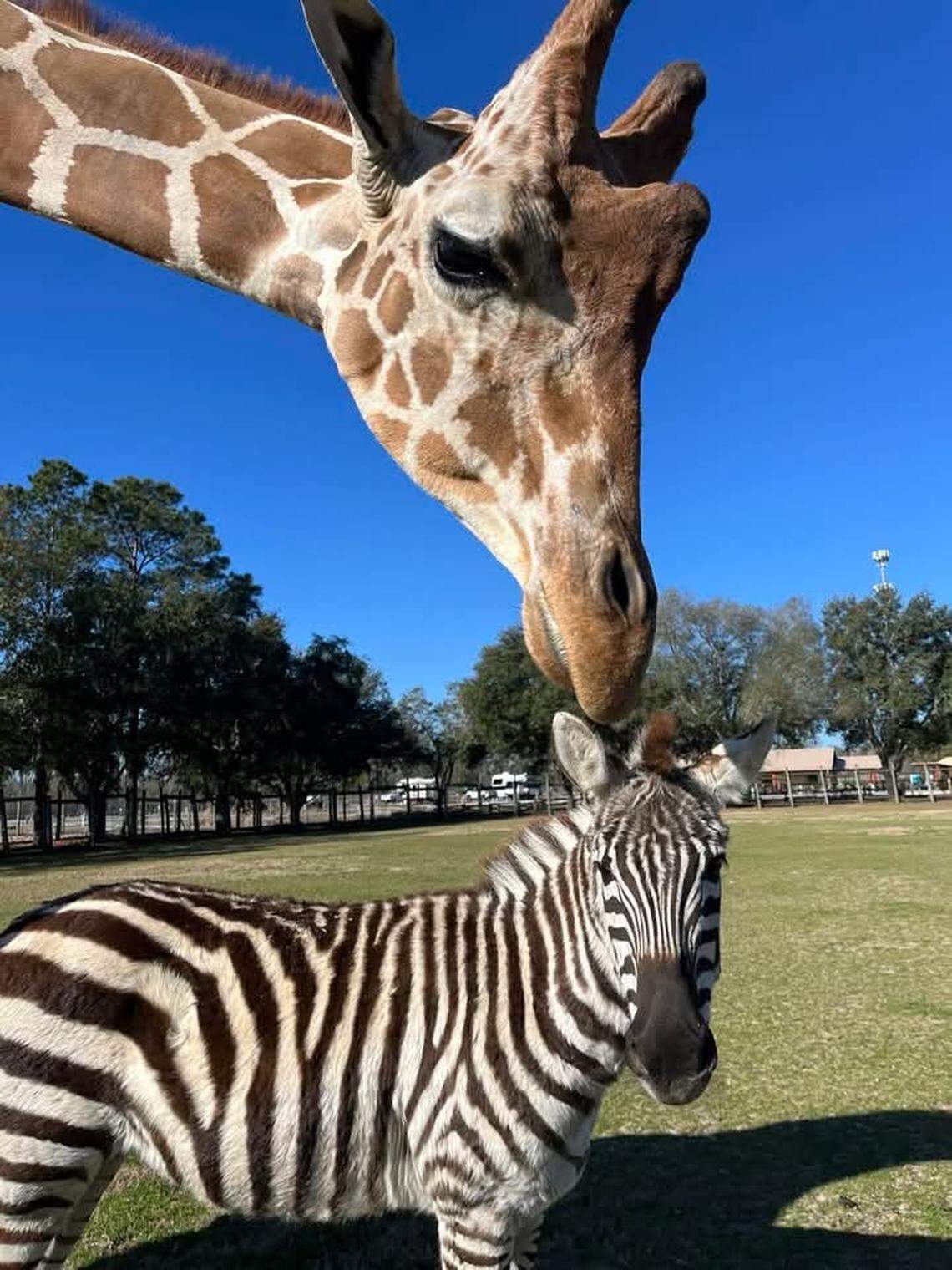 baby zebra giraffe bakari and kurtsie