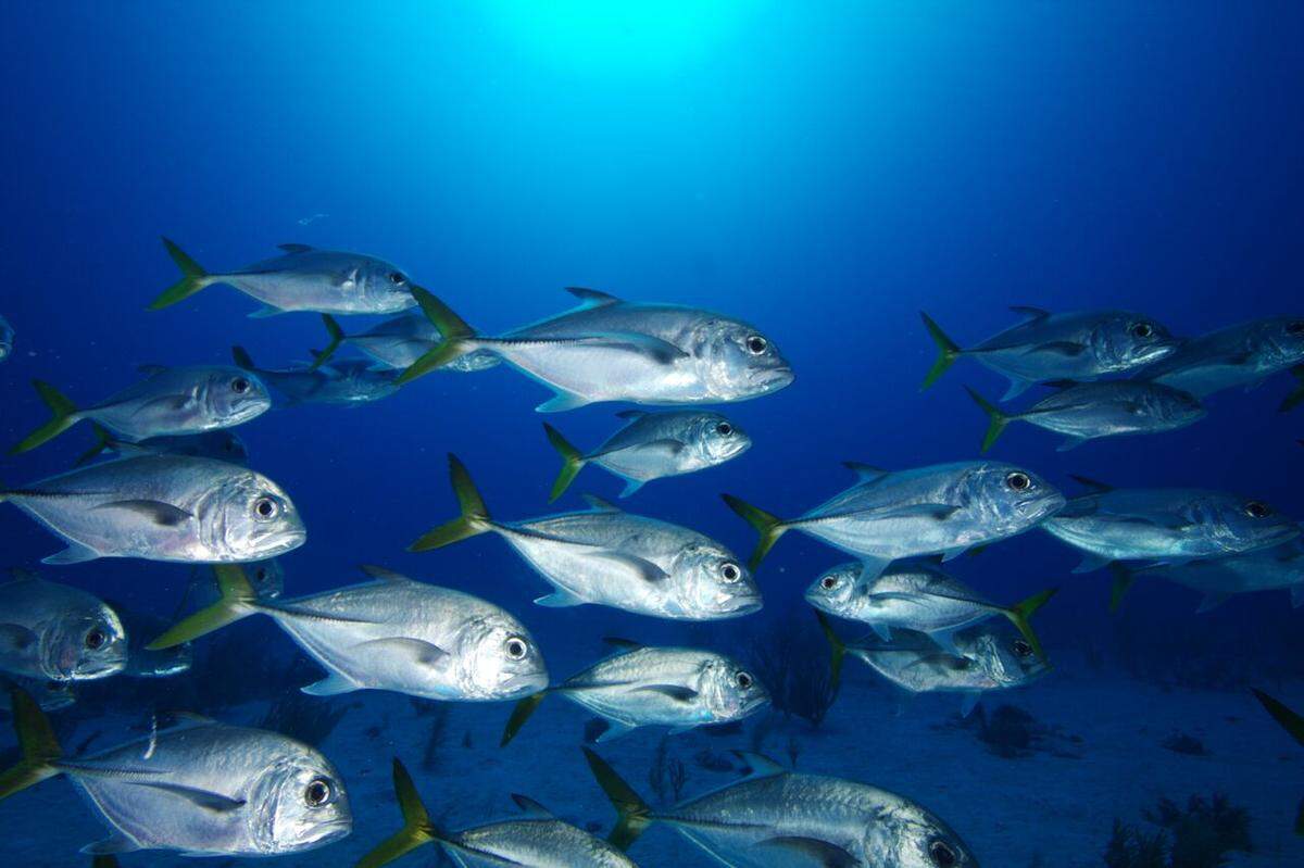 The marine systems of Florida and Cuba are interconnected.