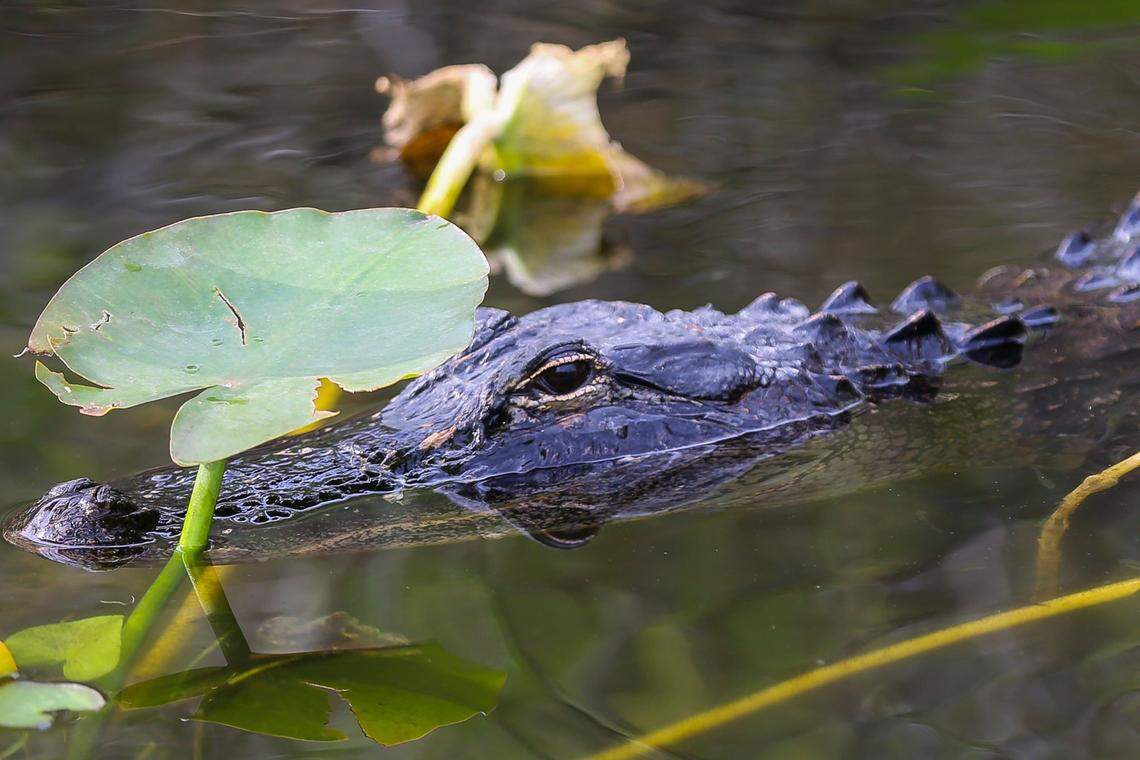 An American alligator in Everglades National Park lurks along the Anhinga Trail.