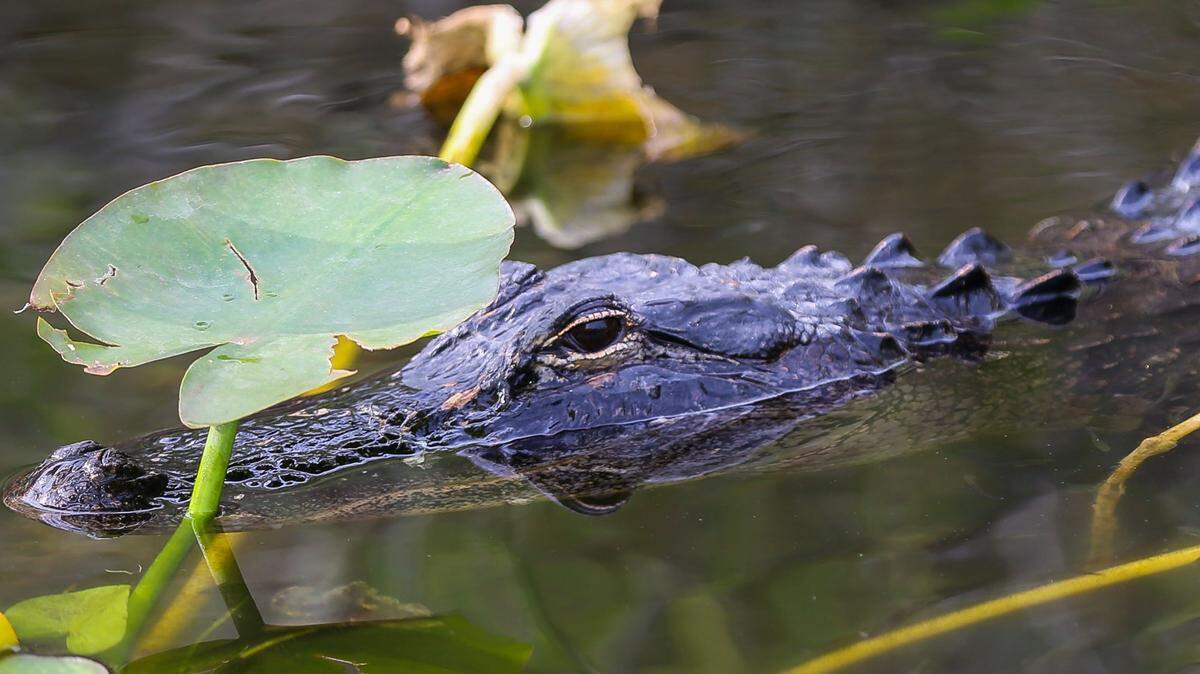 An American alligator in Everglades National Park during a Ranger-led guided walk of the Anhinga Trail in Homestead, Florida, on April 15, 2018.