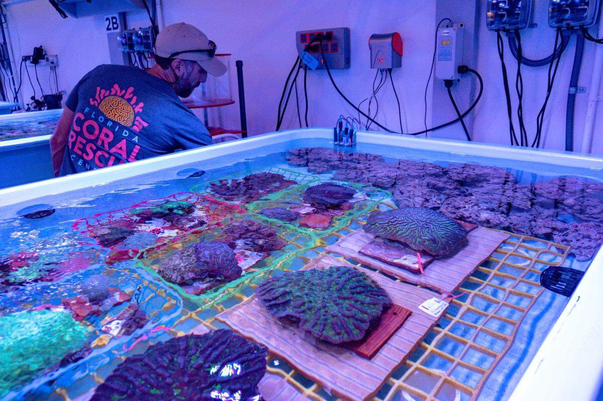 A handful of the hundreds of corals preserved at the Florida Coral Reef Rescue Center in Orlando. Special lighting gives the room a bluish hue and is designed to mimic the marine environment.
