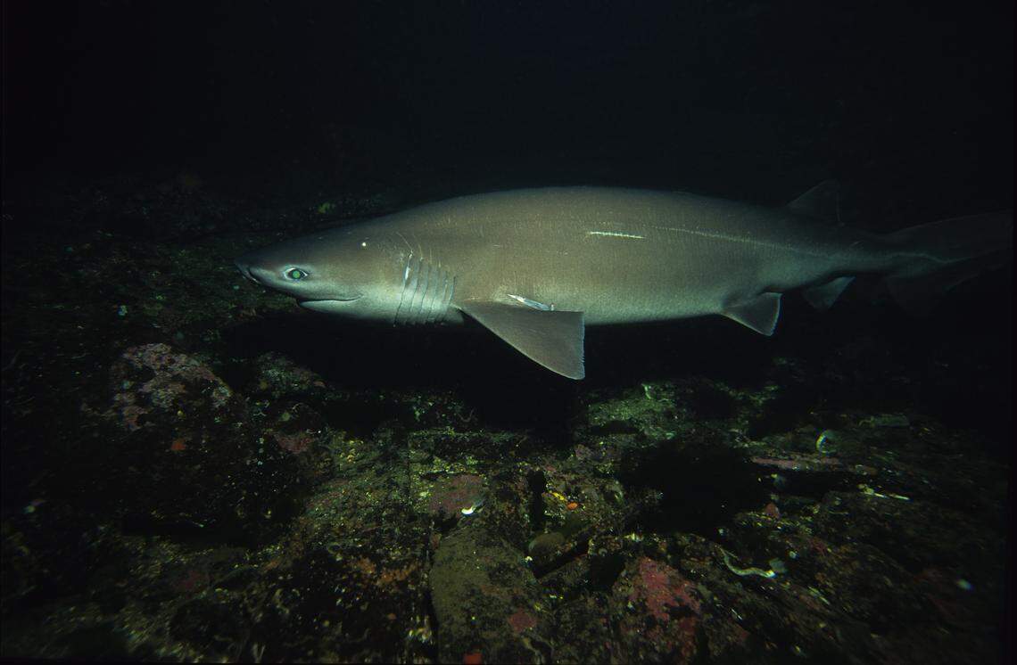 Bluntnose sixgill sharks are found in pockets of the ocean worldwide, researchers said.